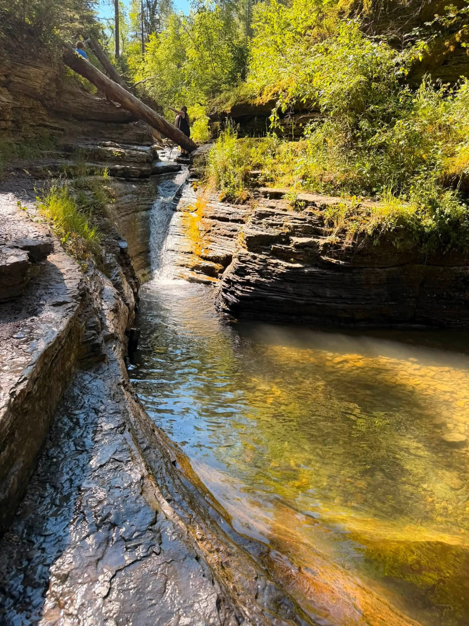 Cold clear creek water flowing through carved limestone in a forested Black Hills canyon